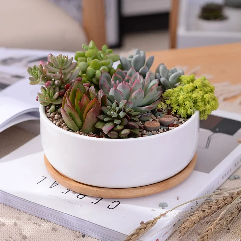 Pot rond en céramique blanche avec plateau en bambou – décoration moderne pour plantes succulentes et fleurs