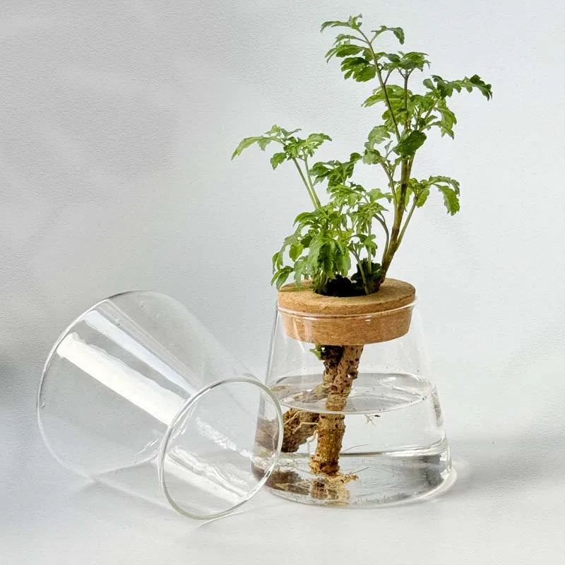 Vase en Verre Transparent – Plantes hyroponiques