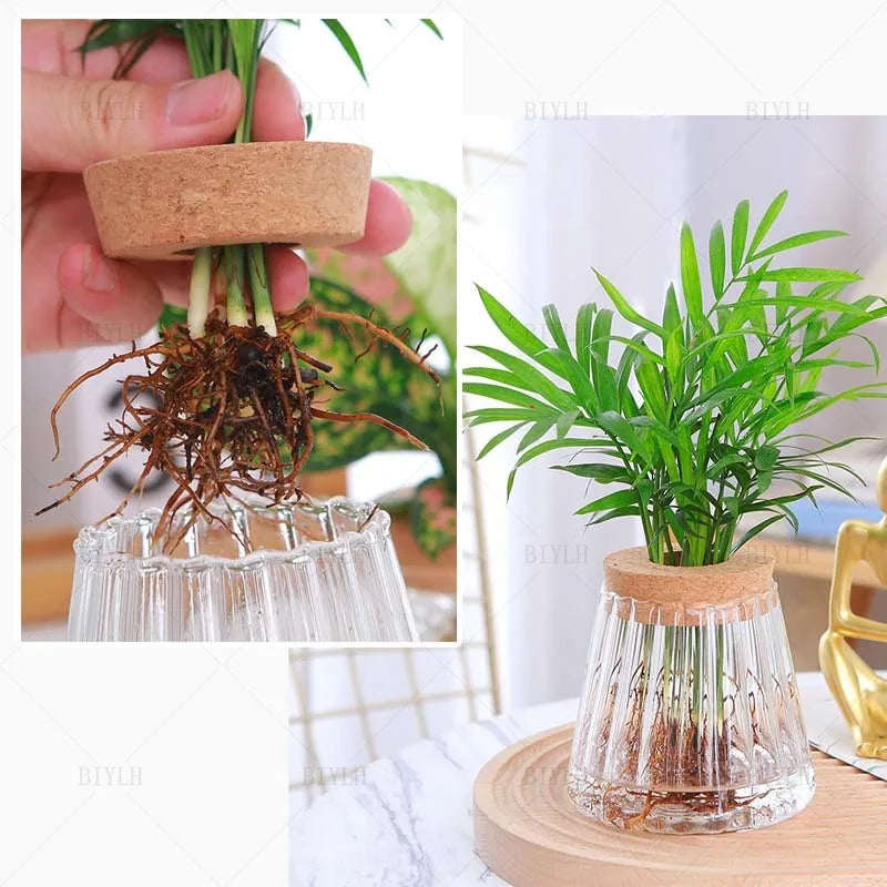 Vase en Verre Transparent – Plantes hyroponiques