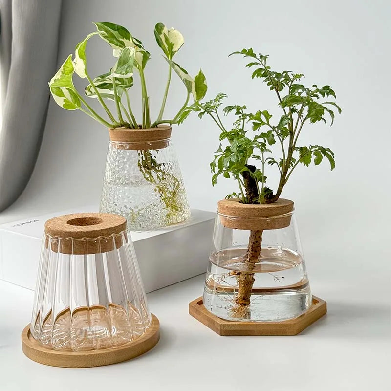 Vase en Verre Transparent – Plantes hyroponiques