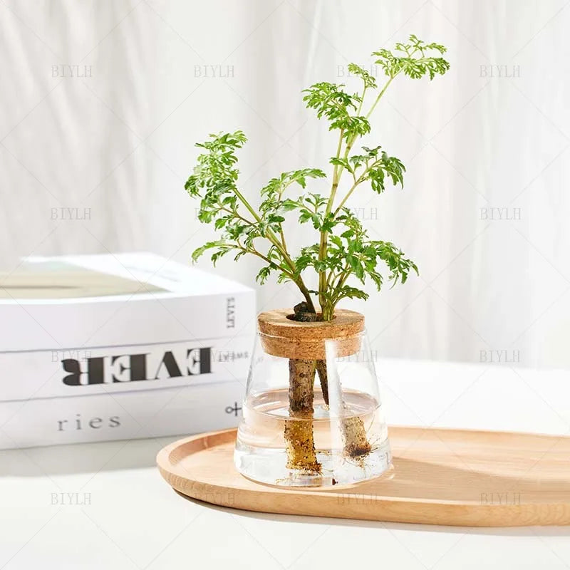 Vase en Verre Transparent – Plantes hyroponiques