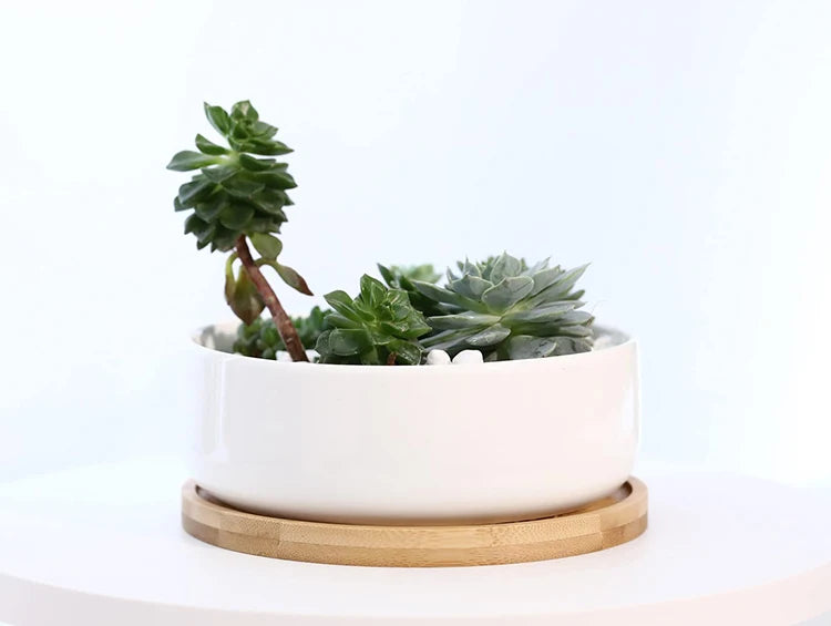 Pot rond en céramique blanche avec plateau en bambou – décoration moderne pour plantes succulentes et fleurs