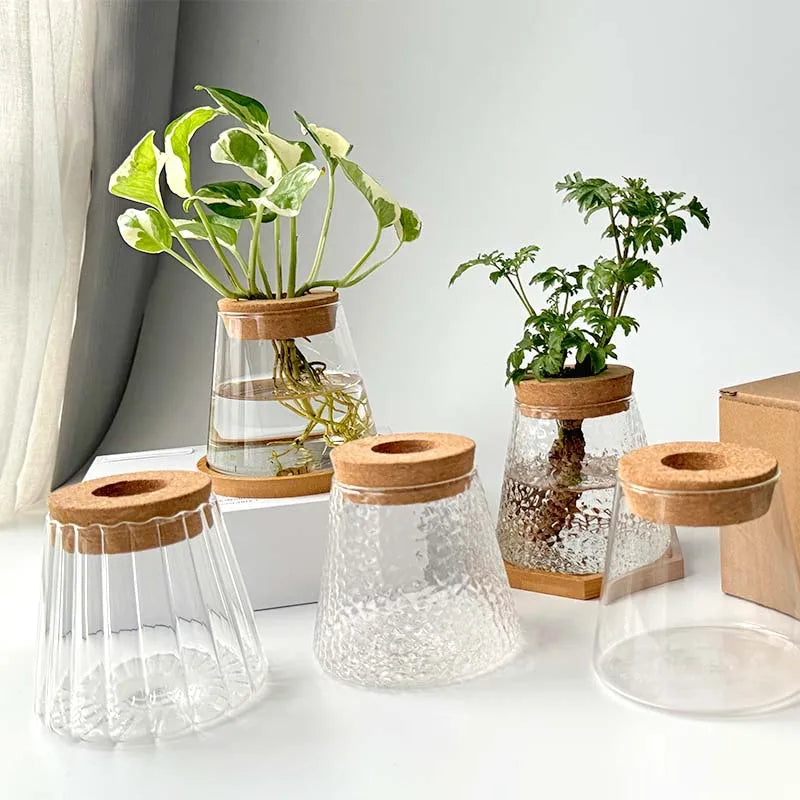 Vase en Verre Transparent – Plantes hyroponiques