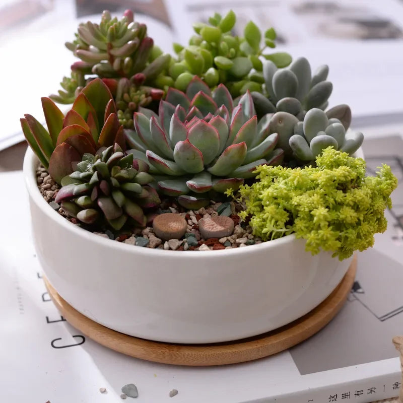Pot rond en céramique blanche avec plateau en bambou – décoration moderne pour plantes succulentes et fleurs