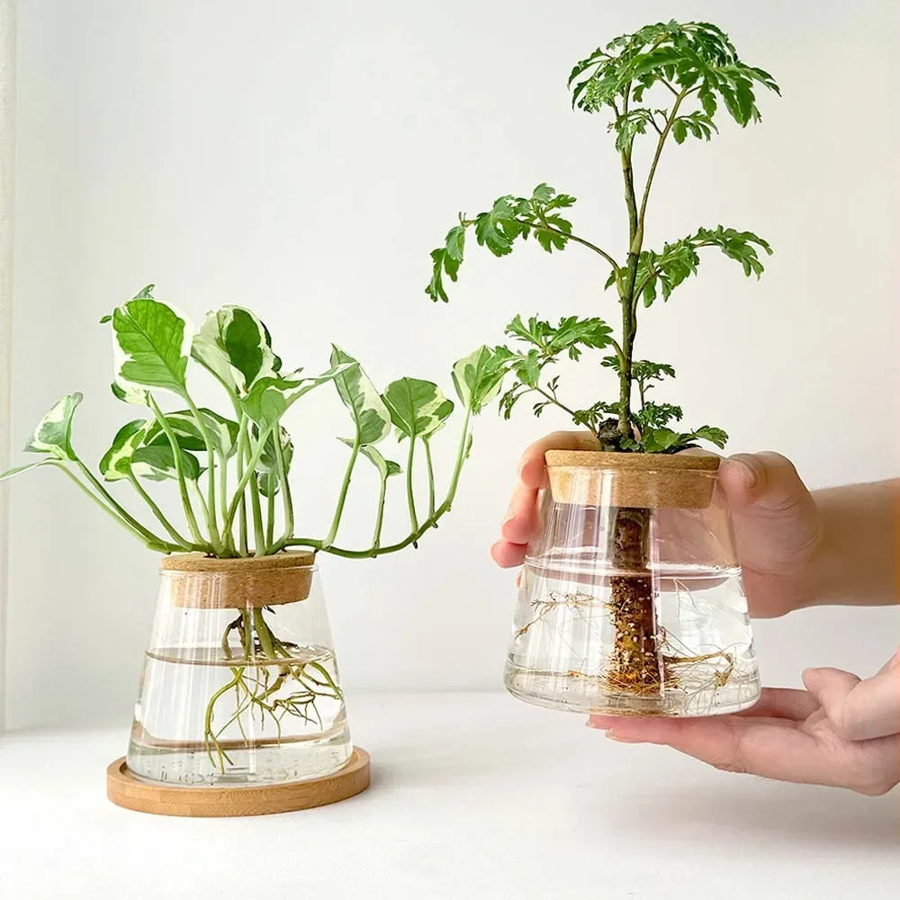 Vase en Verre Transparent – Plantes hyroponiques
