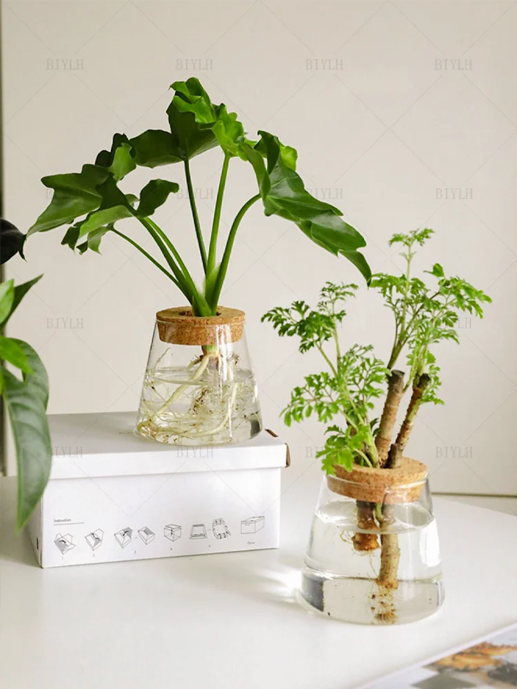 Vase en Verre Transparent – Plantes hyroponiques