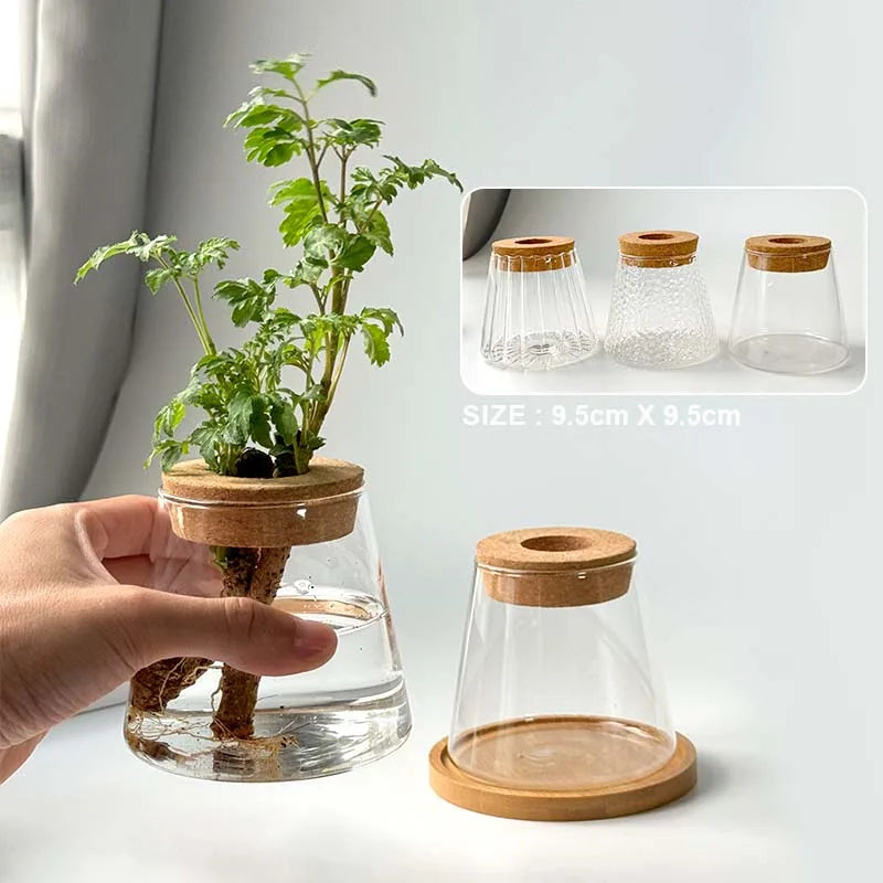 Vase en Verre Transparent – Plantes hyroponiques