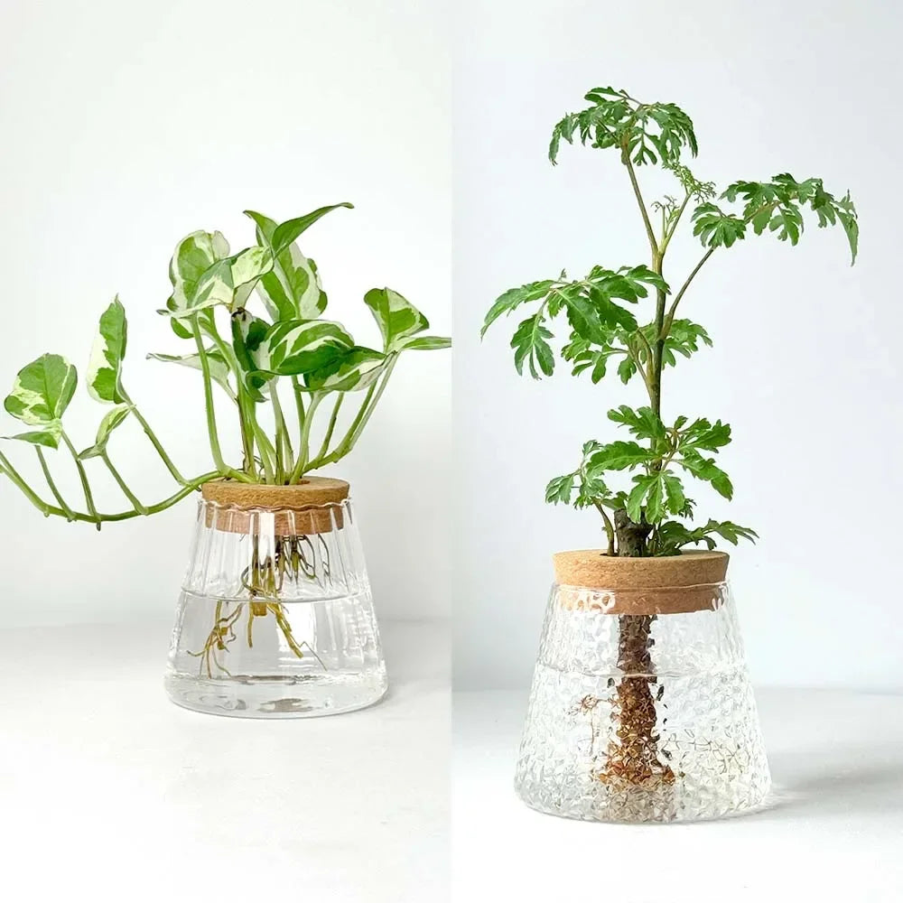 Vase en Verre Transparent – Plantes hyroponiques