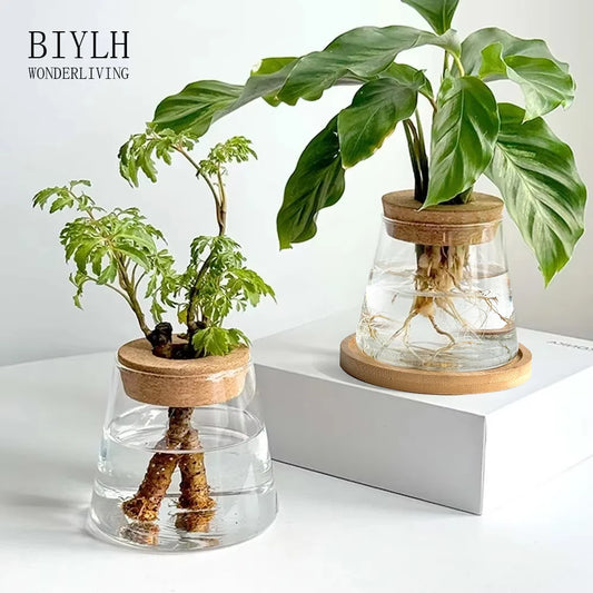 Vase en Verre Transparent – Plantes hyroponiques