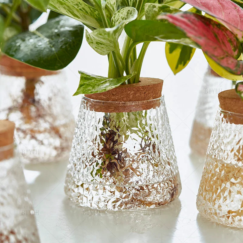 Vase en Verre Transparent – Plantes hyroponiques