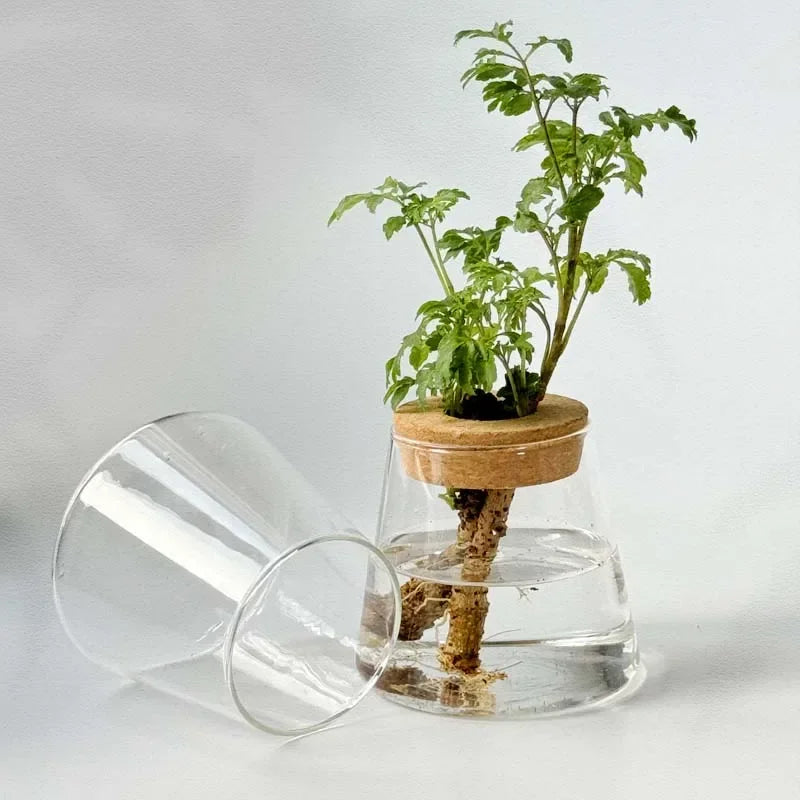 Vase en Verre Transparent – Plantes hyroponiques